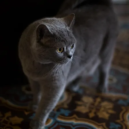Couette-café Chateau De La Folie Trie-Château