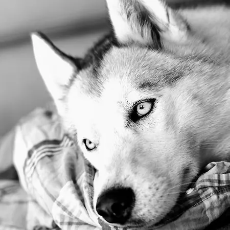 Bed & Breakfast Chateau De La Folie