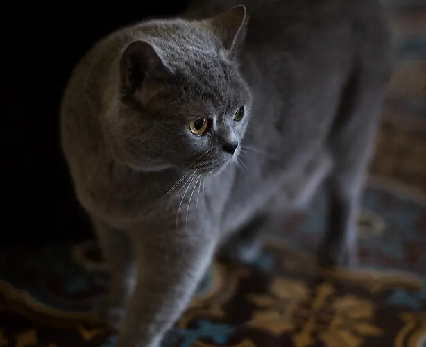 Bed & Breakfast Chateau De La Folie Trie-Chateau