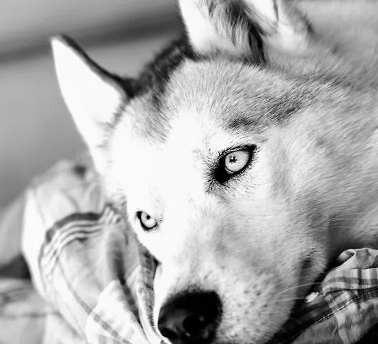 Bed & Breakfast Chateau De La Folie